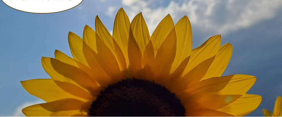 Sonnenblume